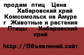 продам  птиц › Цена ­ 1 500 - Хабаровский край, Комсомольск-на-Амуре г. Животные и растения » Птицы   . Хабаровский край